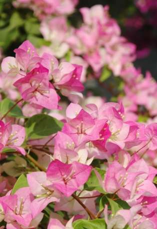 九重葛開花時間