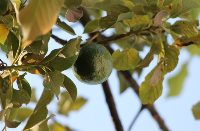 酪梨苦味有毒 酪梨苦味有毒