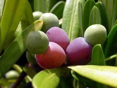 羅漢松果實用途