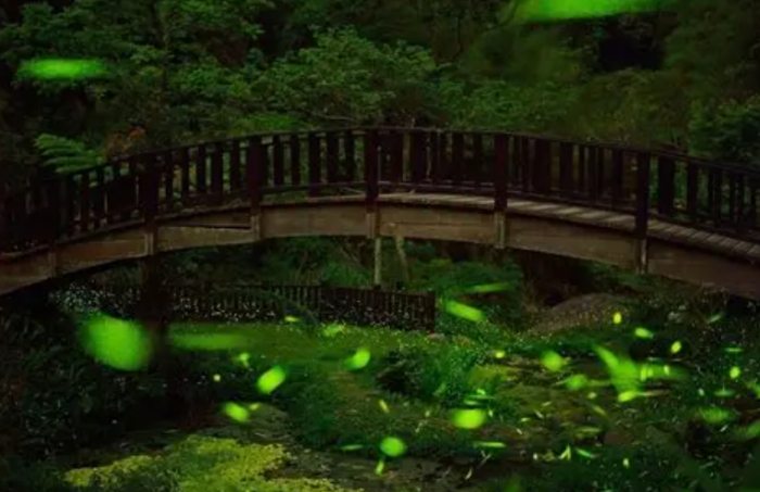 台灣賞螢地點 台灣賞螢地點