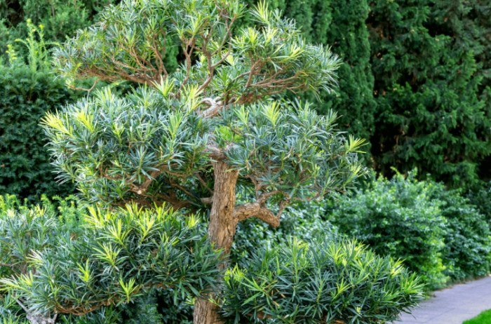 羅漢松修剪技巧