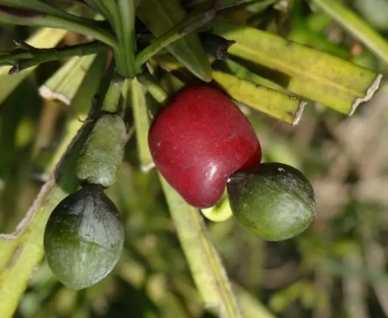 羅漢松果實用途