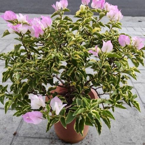 九重葛開花時間