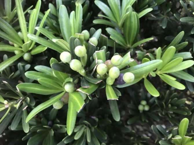 蘭嶼羅漢松種植