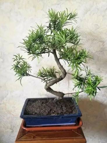 羅漢松種植耐陰