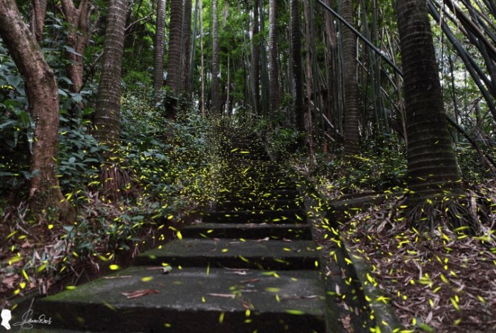 台北螢火蟲地點