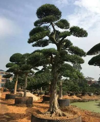 羅漢松木材用途