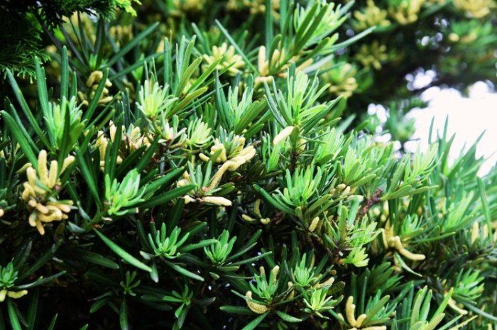 蘭嶼羅漢松照顧