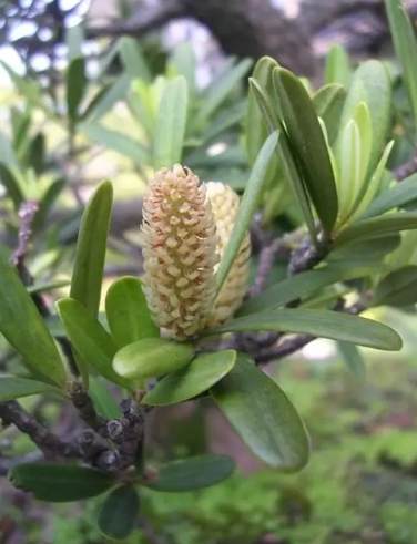 蘭嶼特有植物果實