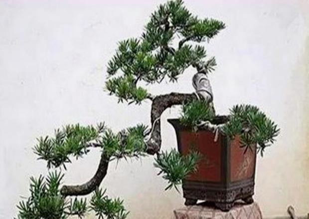 大葉羅漢松 小葉羅漢松