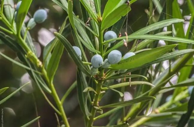 大葉羅漢松 小葉羅漢松