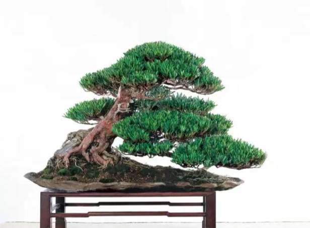 羅漢松木材用途