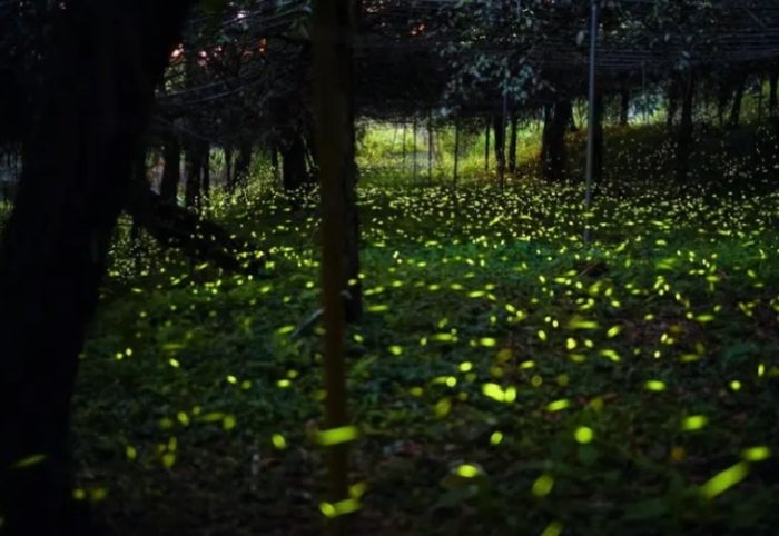 台灣賞螢地點 台灣賞螢地點