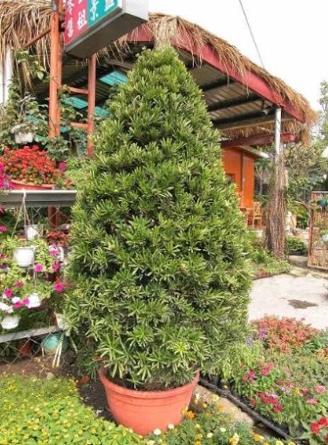 羅漢松種植耐陰