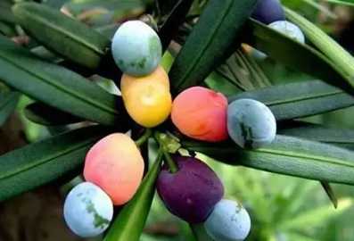 蘭嶼特有植物果實