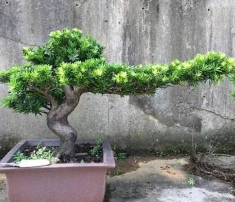 罗汉松养护技巧