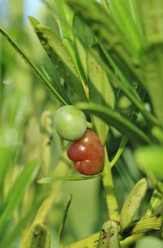 蘭嶼特有植物果實