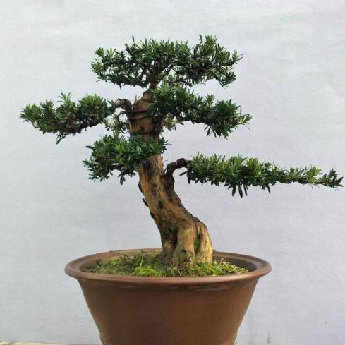 罗汉松养护技巧