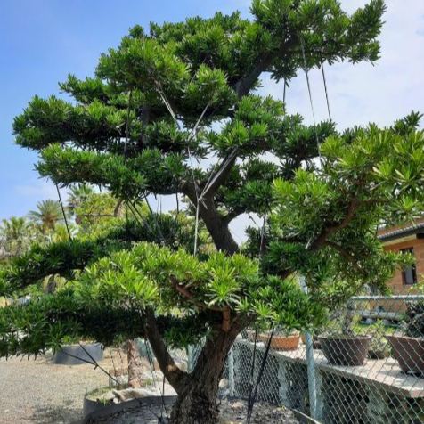 蘭嶼羅漢松照顧