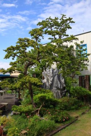 羅漢松品種比較