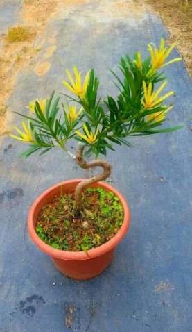 罗汉松肥料选择