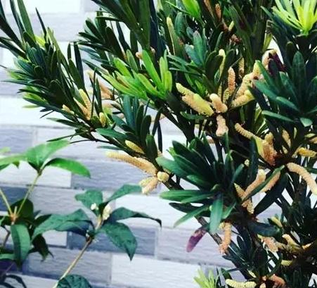 罗汉松肥料选择