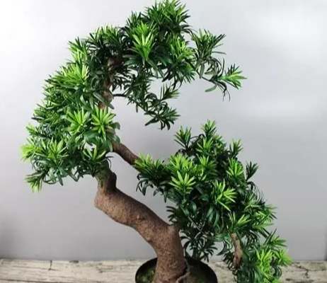 羅漢松樹幹養護