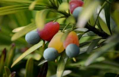 羅漢松果實用途