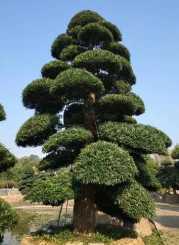 耐陰植物羅漢松