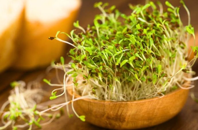 青花椰菜苗好處