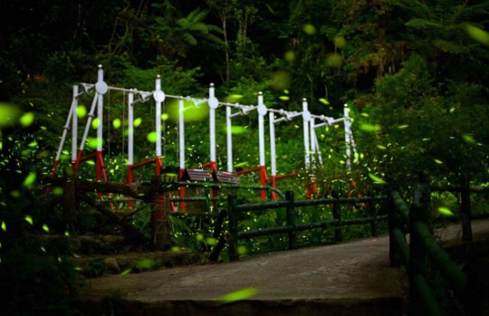 螢火蟲季節台北