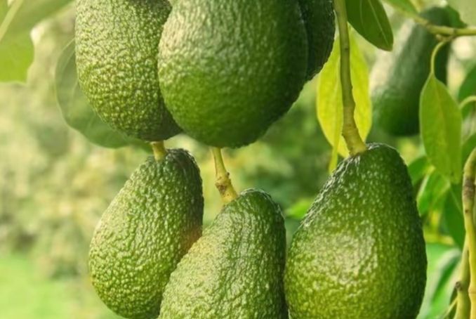 牛油果快速催熟