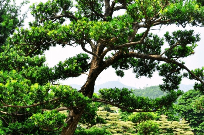 羅漢松修剪技巧