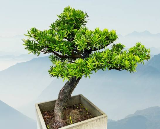 羅漢松養護方法