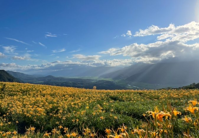 金針花湯變色原因