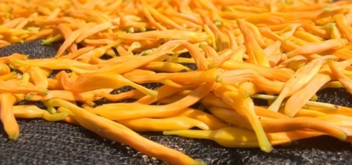 新鮮金針花清洗方法