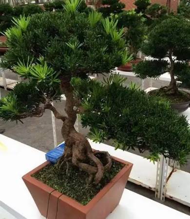 羅漢松盆景養粗