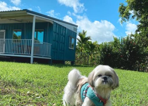 新北寵物友善民宿