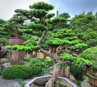 羅漢松栽培時間