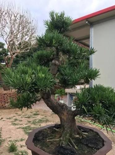 羅漢松栽培時間