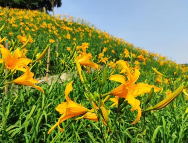 金針花中毒處理