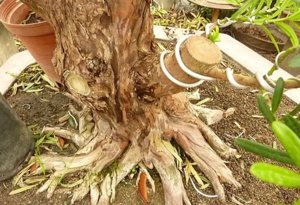 羅漢松嫁接方法