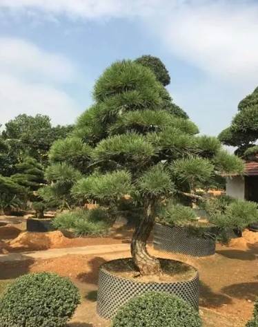 羅漢松盆景養粗