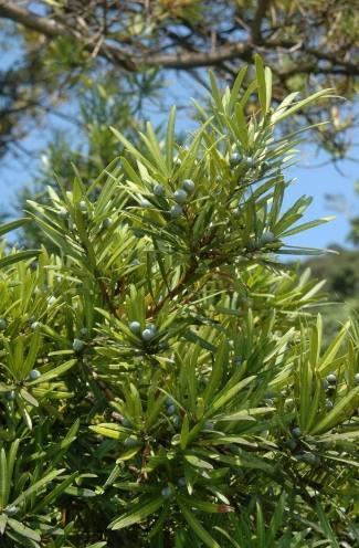 羅漢松生長階段