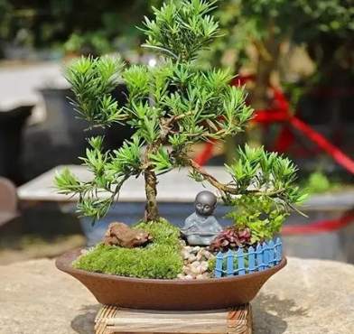 羅漢松養護技巧