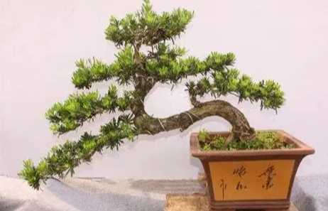 羅漢松冬天養護 羅漢松冬天養護