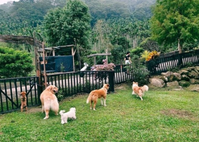 寵物友善露營地 寵物友善露營地