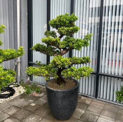 羅漢松生長階段