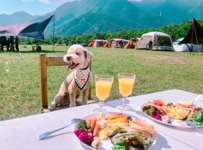可帶寵物露營區推薦 可帶寵物露營區推薦
