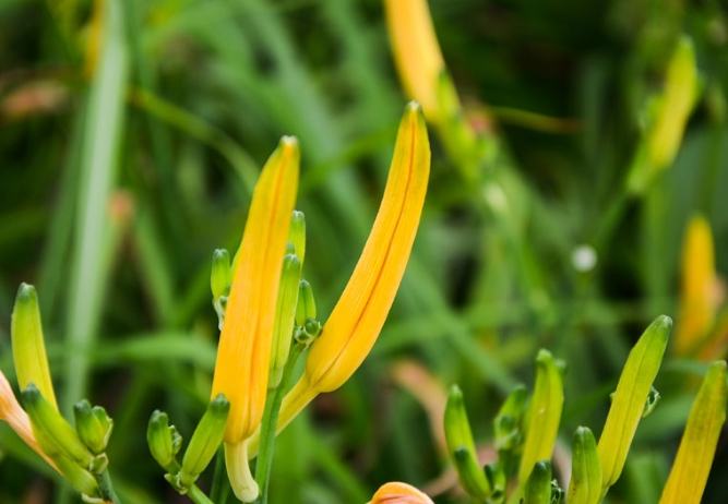 金針花中毒症狀